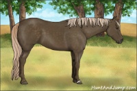 Horse Color:Chocolate Palomino 