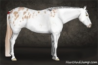 Horse Color:White Spotted Bay Pearl Sabino Blanket Rabicano 