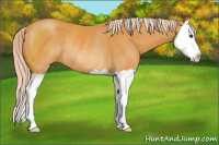 Horse Color:Palomino Splash Rabicano 