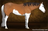 Horse Color:Buckskin Splash 