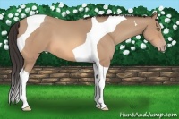 Horse Color:Amber Champagne Tobiano 