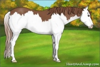 Horse Color:Chestnut Splash 