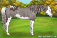 Horse Color:Liver Chestnut Splash Appaloosa 