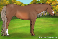 Horse Color:Liver Chestnut 