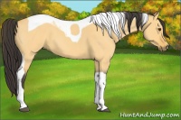 Horse Color:Buckskin Roan Dun Tobiano 