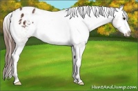Horse Color:Bay Appaloosa 