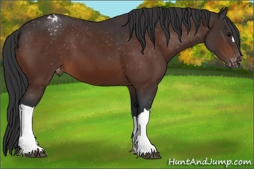 Horse Color:Bay Appaloosa 