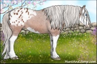 Horse Color:Silver Bay Splash Appaloosa 