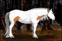 Horse Color:Buckskin Splash Tobiano 