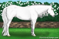 Horse Color:Gray Gold Champagne Tobiano 
