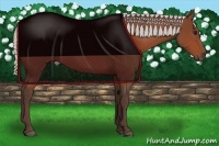 Horse Color:Silver Bay 
