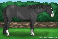 Horse Color:Blue Roan Splash 