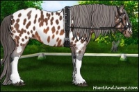 Horse Color:Bay Near Leopard 