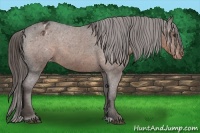 Horse Color:Liver Chestnut Appaloosa 