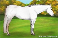 Horse Color:Gray Chestnut 