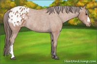 Horse Color:Bay Appaloosa Rabicano 