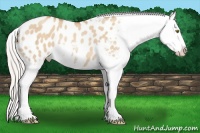 Horse Color:Silver Classic Champagne Dun Splash Blanket Rabicano 