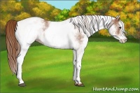 Horse Color:White Spotted Chestnut 