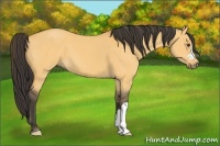 Horse Color:Buckskin Dun 