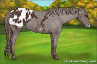 Horse Color:Liver Chestnut Appaloosa 
