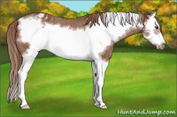 Horse Color:Chestnut Splash Frame Appaloosa 