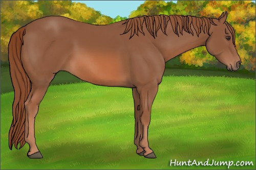 Horse Color: Unknown 