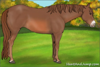 Horse Color:Liver Chestnut Frame 