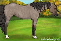 Horse Color:Liver Red Dun Roan 