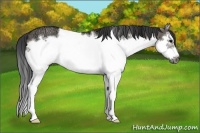 Horse Color:Grullo Ice Splash Frame Rabicano 