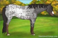Horse Color:Liver Red Ice Roan 