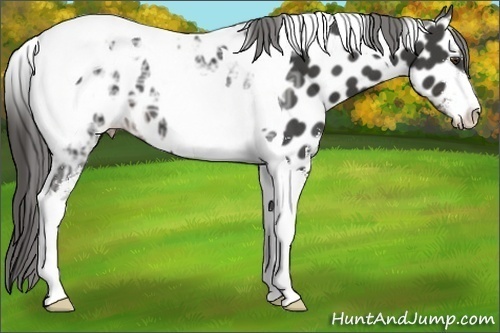 Horse Color: Liver Chestnut Ice Sabino Tobiano Near Leopard 
