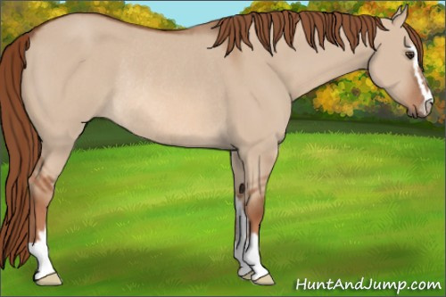 Horse Color: Liver Red Dun Sabino Rabicano 