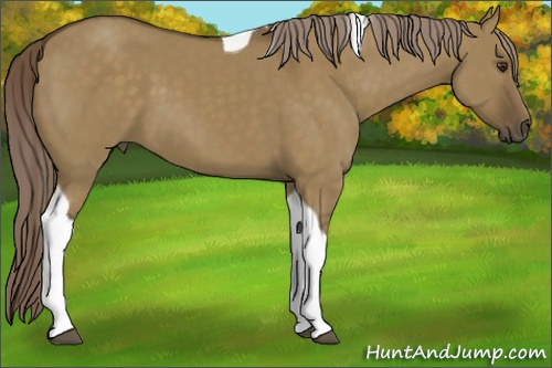 Horse Color: Chocolate Palomino Dun Tobiano 
