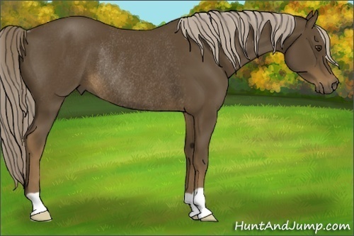 Horse Color: Chocolate Palomino Rabicano 