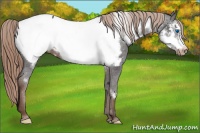 Horse Color:Liver Chestnut Frame Appaloosa 