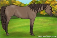 Horse Color:Liver Red Dun Rabicano 