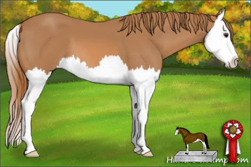 Horse Color: Chestnut Sabino Splash 