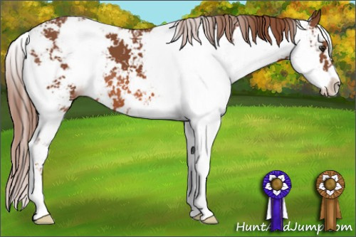 Horse Color: Liver Chestnut Sabino 