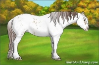 Horse Color:Bay Dun Sabino Near Leopard 