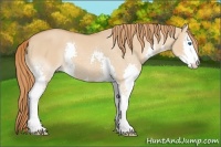 Horse Color:Red Dun Splash