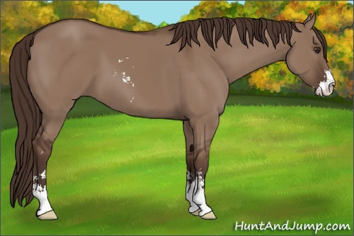 Horse Color: Liver Red Dun Sabino 