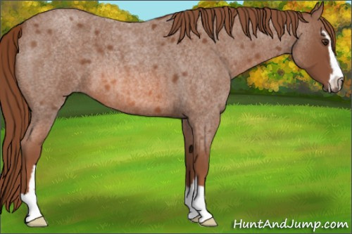 Horse Color: Liver Red Roan Sabino 