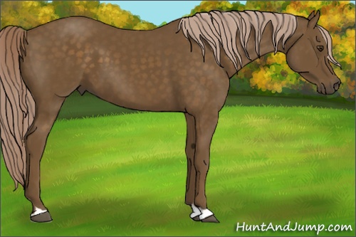 Horse Color: Chocolate Palomino 