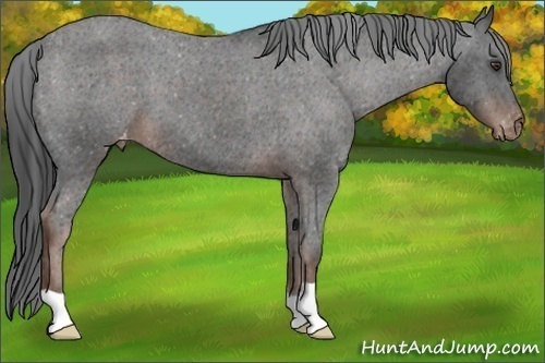Horse Color: Liver Chestnut Varnish 
