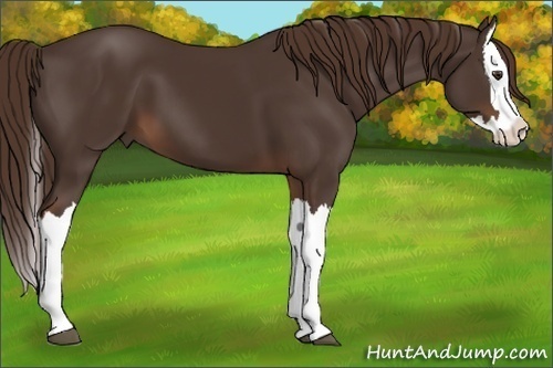 Horse Color: Liver Chestnut Splash 