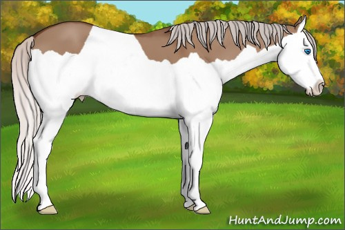 Horse Color: Silver Bay Dun Splash 