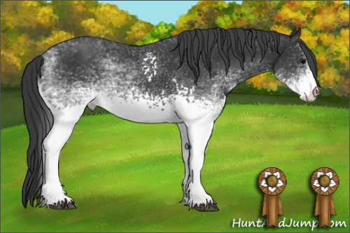 Horse Color: White Spotted Black Rabicano 