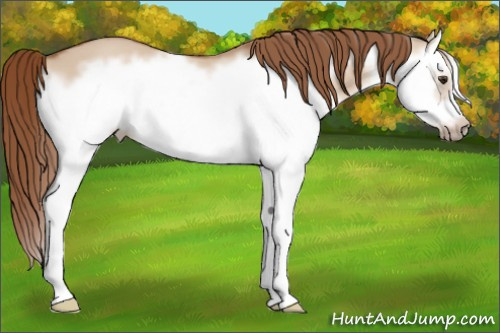 Horse Color: Liver Red Dun Splash Frame 