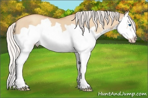 Horse Color: Silver Amber Champagne Dun Splash Frame 