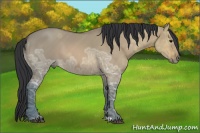 Horse Color:Bay Ice Dun 